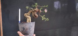 Gl ae hồng ngọc mai 500k bao phí 