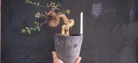 Gl ae hồng ngọc mai 500k bao phí 