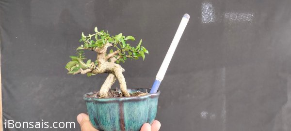 Gl ae sam hương 270k bao phí