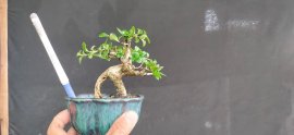Gl ae sam hương 270k bao phí 