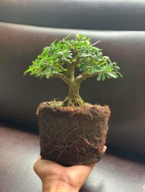 Linh Sam