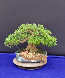 Linh sam tùng nguyên