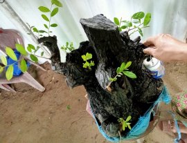 Giao lưu cây cẩm thị lùn lực đẹp giá 1200k