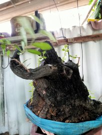 Giao lưu cây cẩm thị lùn lực đẹp giá 1200k