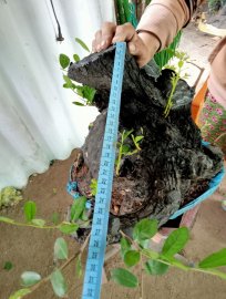 Giao lưu cây cẩm thị lùn lực đẹp giá 1200k