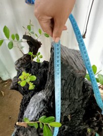 Giao lưu cây cẩm thị lùn lực đẹp giá 1200k