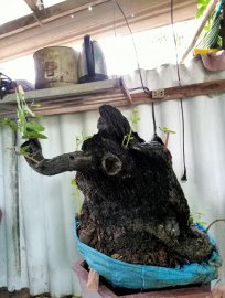 Giao lưu cây cẩm thị lùn lực đẹp giá 1200k