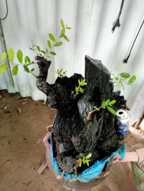 Giao lưu cây cẩm thị lùn lực đẹp giá 1200k