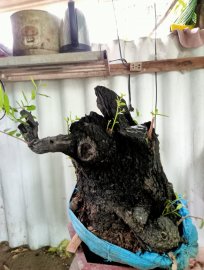 Giao lưu cây cẩm thị lùn lực đẹp giá 1200k