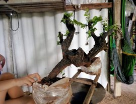 Giao lưu cây cẩm thị cầu kiều sống khỏe, giá 1000k