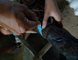 Giao lưu cây cẩm thị cầu kiều sống khỏe, giá 1000k