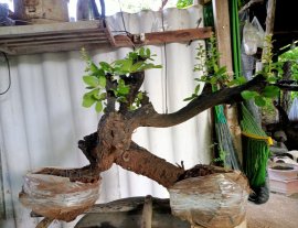 Giao lưu cây cẩm thị cầu kiều sống khỏe, giá 1000k