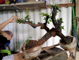 Giao lưu cây cẩm thị cầu kiều sống khỏe, giá 1000k