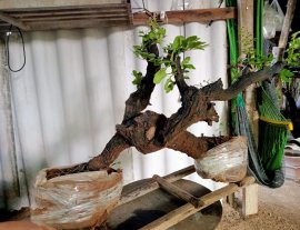 Giao lưu cây cẩm thị cầu kiều sống khỏe, giá 1000k