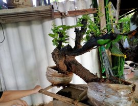 Giao lưu cây cẩm thị cầu kiều sống khỏe, giá 1000k