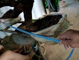 Giao lưu cây cẩm thị cầu kiều sống khỏe, giá 1000k