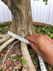 Nguyệt quế cốt to, củ đế nở!!