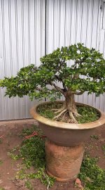 Nguyệt quế cốt to, củ đế nở!!