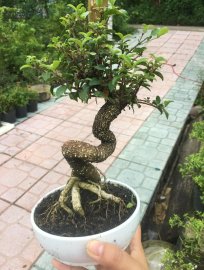 Hồng ngọc mai chuẩn bị hoa
