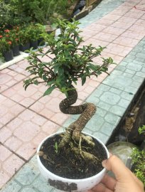 Hồng ngọc mai chuẩn bị hoa