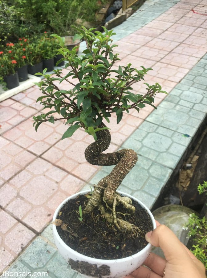 Hồng ngọc mai chuẩn bị hoa