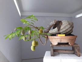 Cóc