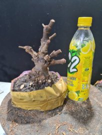 Giao lưu 2 phôi trang sen lùn lực