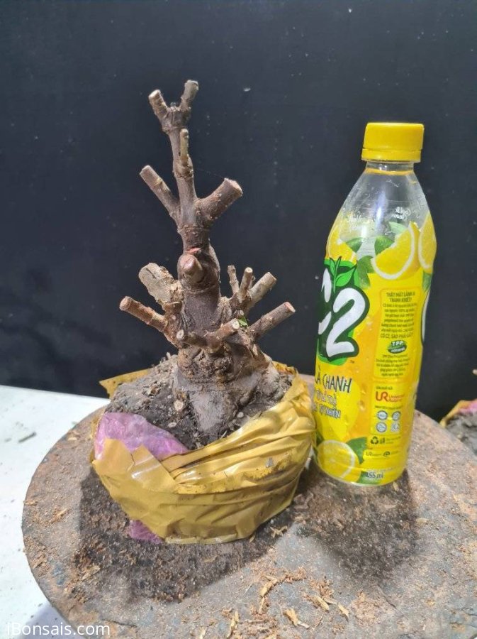 Giao lưu 2 phôi trang sen lùn lực