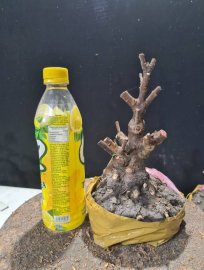 Giao lưu 2 phôi trang sen lùn lực