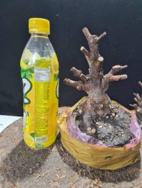 Giao lưu 2 phôi trang sen lùn lực