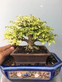 Mai chiếu thủy