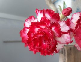 Sứ Thái ghép Kim Lân, màu hoa đầy quý phái...