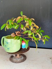 Giao u 4 cây vú sữa rin quái