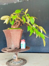 Giao u 4 cây vú sữa rin quái