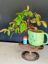 Giao u 4 cây vú sữa rin quái