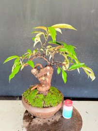 Giao u 4 cây vú sữa rin quái