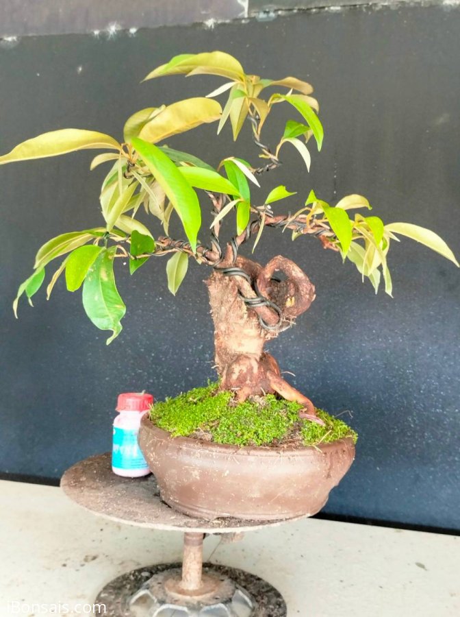 Giao u 4 cây vú sữa rin quái