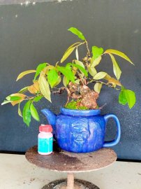 Giao u 4 cây vú sữa rin quái