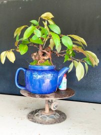 Giao u 4 cây vú sữa rin quái