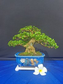 Sam hương