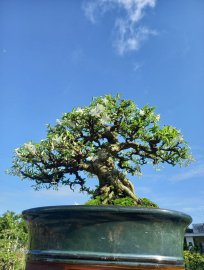 Mai chiếu thủy