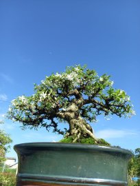 Mai chiếu thủy