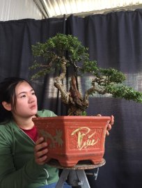 Giao lưu ae cây linh sam ghép 86