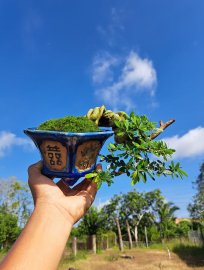 Linh sam siêu quái