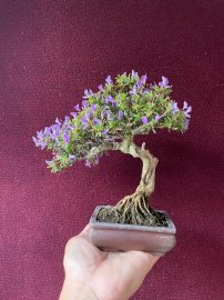 Tác phẩm linh sam