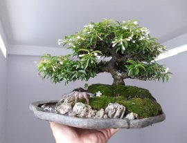Tiểu cảnh Kim Dòn rộ hoa...