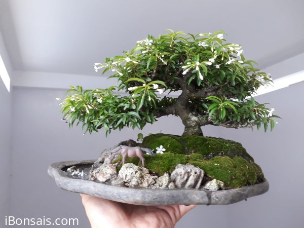 Tiểu cảnh Kim Dòn rộ hoa...