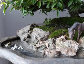 Tiểu cảnh Kim Dòn rộ hoa...