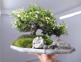 Tiểu cảnh Kim Dòn rộ hoa...