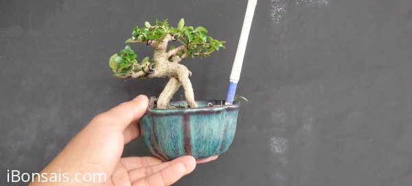 Gl ae sam hương 250k bao phí